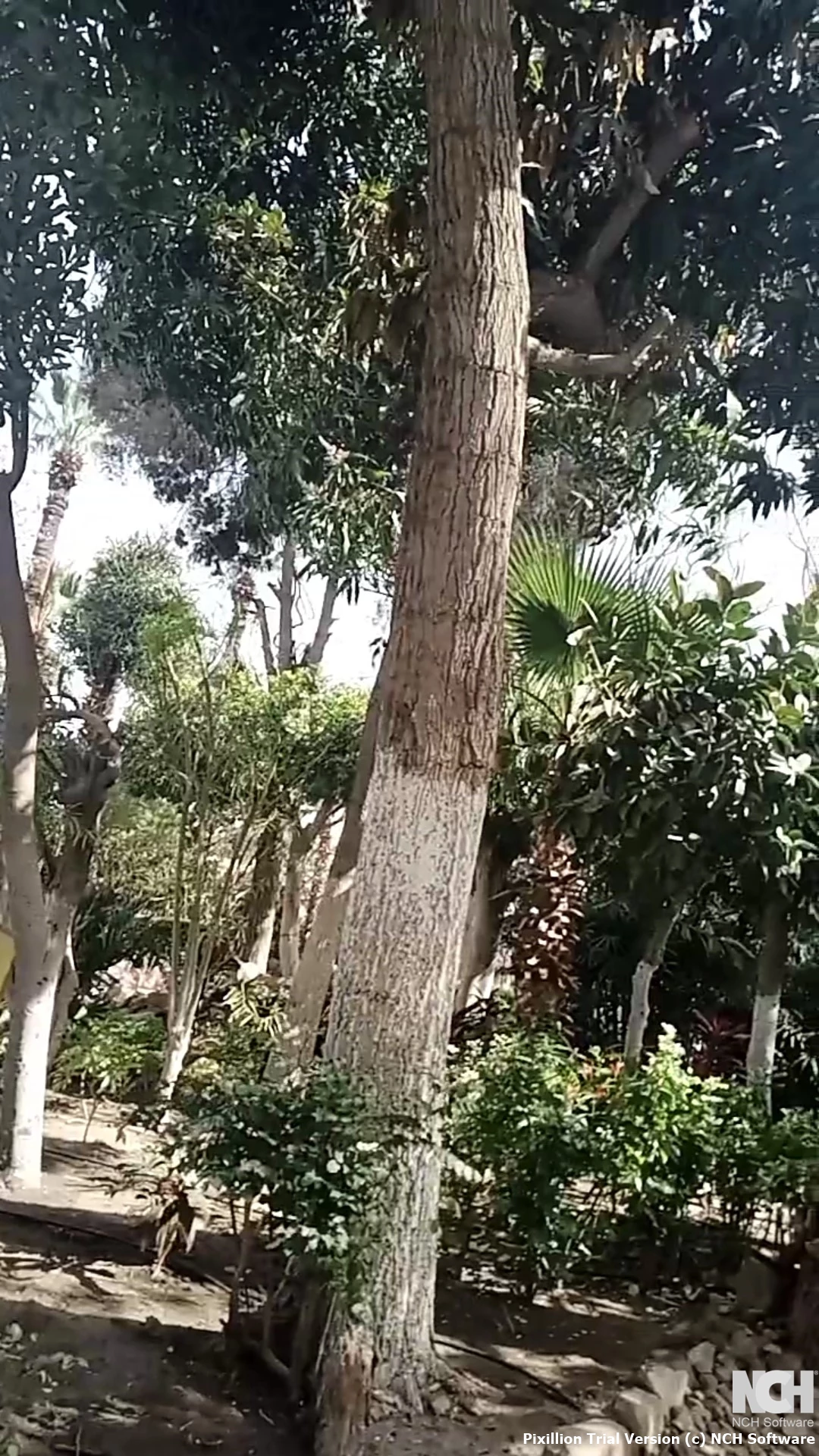 حديقة قصر الأمير محمد علي بالمنيل، لوحة طبيعية تجمع بين الأشجار الظليلة والزهور النادرة.