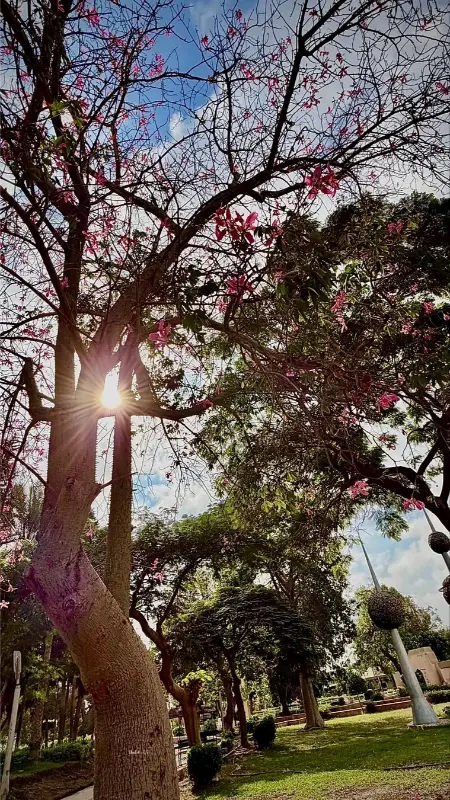 الحديقة الدولية مدينة نصر– مساحات خضراء واسعة وأجواء طبيعية خلابة في مدينة نصر، مكان مثالي للنزهات العائلية والاسترخاء.