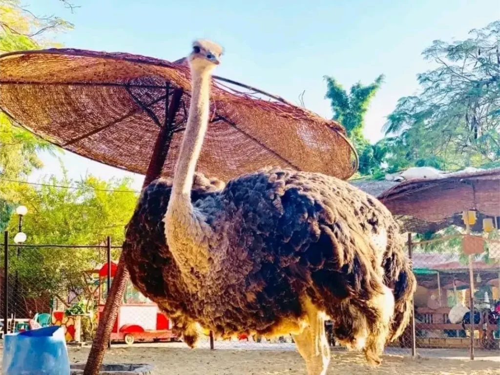 نعامة كبيرة داخل الحديقة الدولية بالقاهرة، تقف وسط المساحات الخضراء كأحد أبرز الحيوانات المعروضة للزوار.