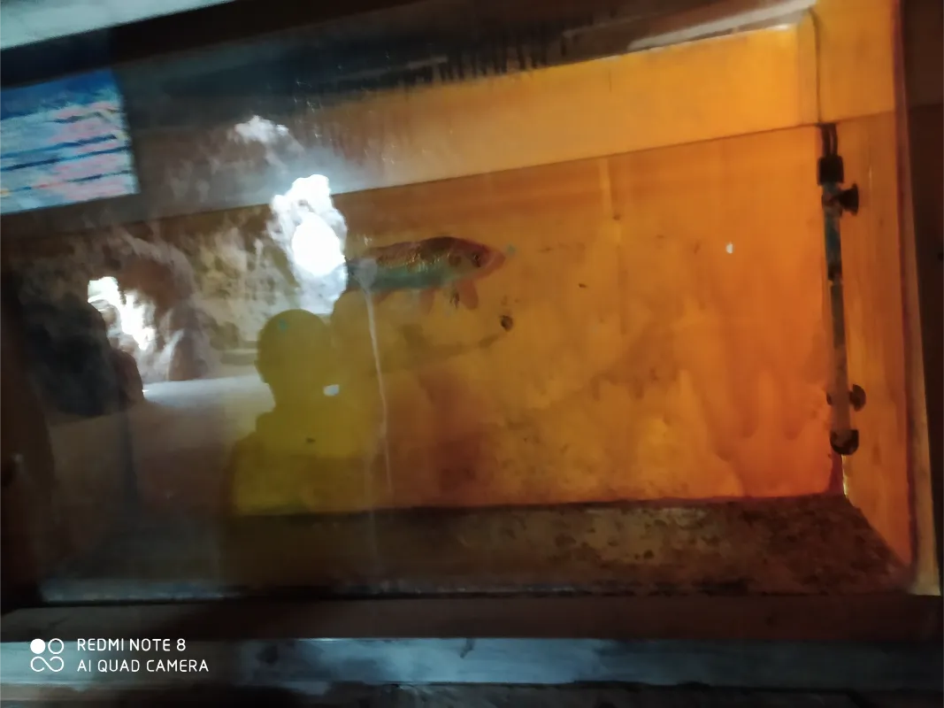 أحواض السمك في حديقة جبلاية الأسماك بالزمالك